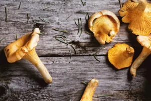 Польза грибов для здоровья